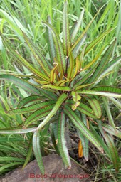 Bois d'éponge- Polyscias ( ou Gastonia) cutispongia- Araliacée-B