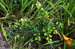 Bois d'huile ou Bois des dames- Erythroxylon hypericifolium- Erythroxylacée - BM