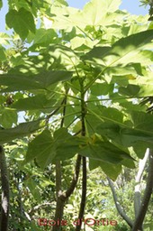 Bois d'Ortie -Obetia ficifolia- Urticacée - I