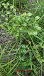 Bois dur - Securinega durissima -Euphorbiacée-Masc