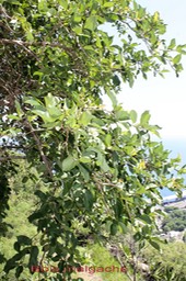 Bois malgache- Erhetia cymosa- Boraginacée-I