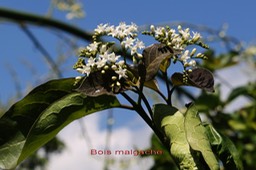 Bois malgache- Les fleurs