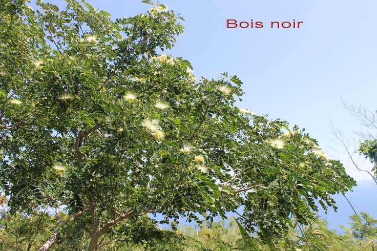 Bois noir- Albizia lebbeck- Fabacée - exo