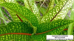 Coptosperma borbonica , Bois de pintade P1060632