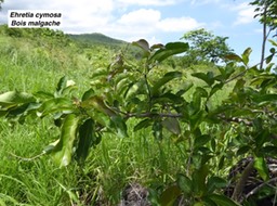 Ehretia cymosa  Bois malgache P1060697
