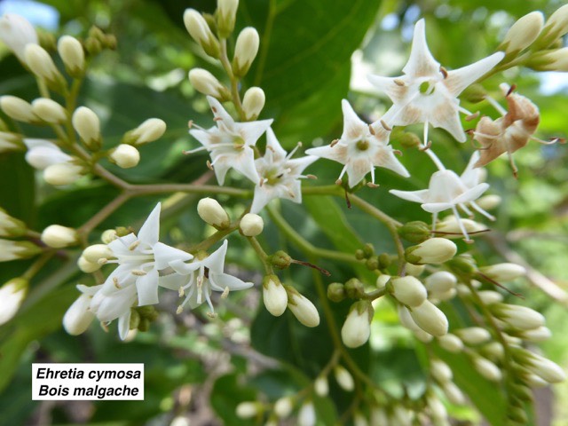 Ehretia cymosa  Bois malgache P1060696