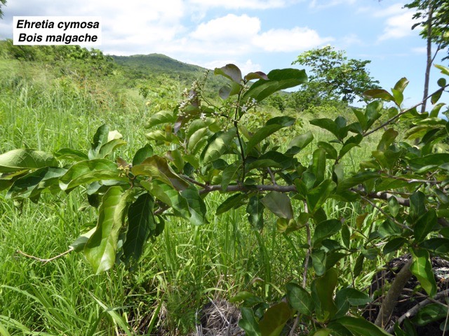 Ehretia cymosa  Bois malgache P1060697