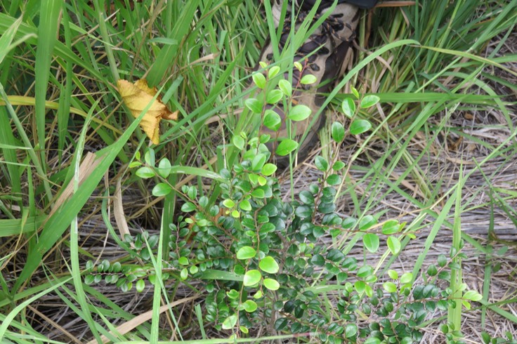 Erythroxylum hypericifolium Lam. - Bois d'huile - Erythroxylaceae - Endémique Réunion, Maurice