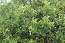 Faux poivrier ou Baie rose- Schinus terebenthifolius- Anacardiacée - exo