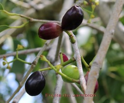 Jamblon- Fruits