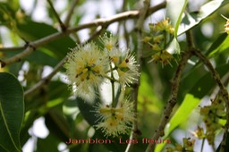 Jamblon- Syzygium cumini - Myrtacée - exo