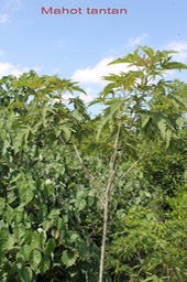 Mahot tantan- Dombeya acutangula var palmata