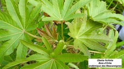 Obetia ficifolia  Bois d'Ortie. P1060628