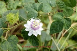 Passiflora foetida- Passifloracée - exo