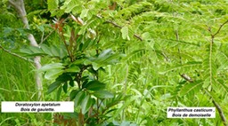 Phyllanthus casticum , Bois de demoiselle
