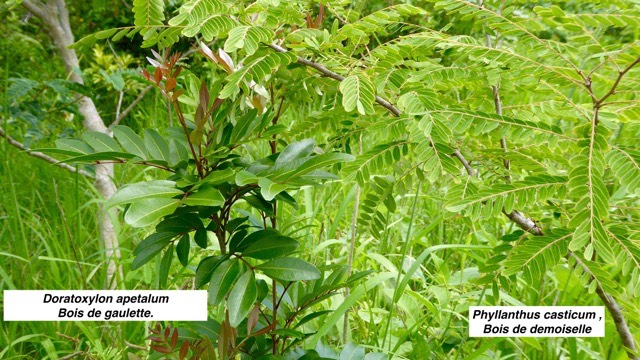 Phyllanthus casticum , Bois de demoiselle