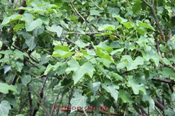 Pignon d'Inde- Jatropha curcas- Euphorbiacée - exo