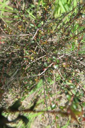 ??? Scolopia heterophylla (Lam.) Sleumer - Bois de tisane rouge - Salicaceae - Endémique des Mascareignes.