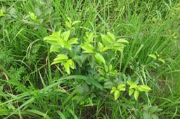 ??? Securinega durissima - Bois dur/Corce rouge/Bois de pêche marron - Euphorbiacées > Phyllanthaceae- Indigène à La Réunion, à Maurice, à Madagascar