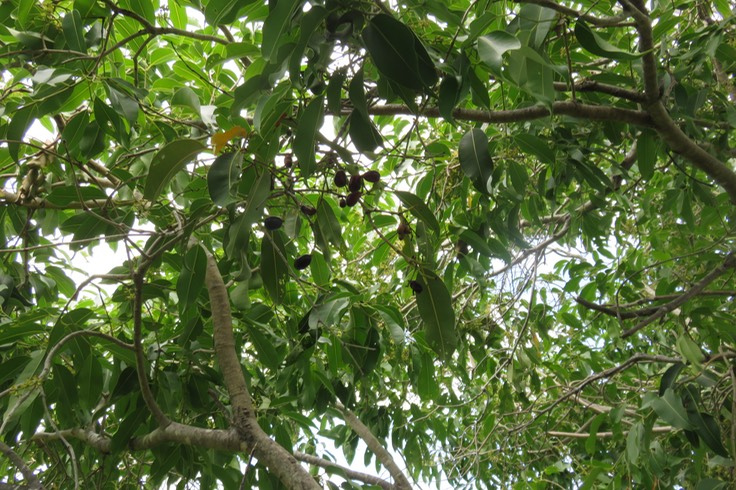 Syzygium cumini - Jamblon - Myrtaceae -Exo. Indo-Malaisie fruits