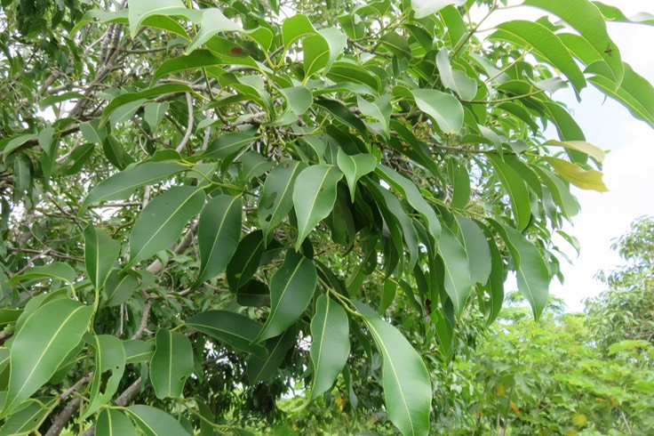 Syzygium cumini - Jamblon - Myrtaceae -Exo. Indo-Malaisie