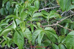 Vavangue- Vangueria madacascariensis- Rubiacée- exo