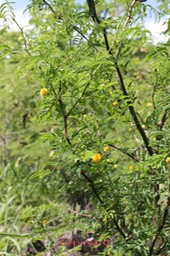 Zépinard- Acacia farnesiana- Fabacée - exo