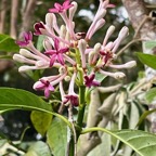 Chassalia corallioides Bois de corail  bois de lousteau rubiaceae.endémique Réunion. (1).jpeg