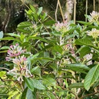 Chassalia corallioides Bois de corail  bois de lousteau rubiaceae.endémique Réunion.jpeg