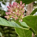 Chassalia gaertneroides. bois de lousteau.bois de merle.rubiaceae.endémique Réunion. (1).jpeg
