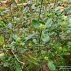 Chassalia gaertneroides. bois de lousteau.bois de merle.rubiaceae.endémique Réunion..jpeg