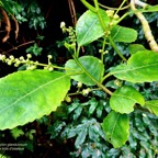 Claoxylon glandulosum.gros bois d’oiseaux.euphorbiaceae.endémique Réunion. (1).jpeg