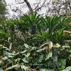 cordyline mauritiana.canne marronne.asparagaceae.endémique Réunion Maurice.à l'arrière et Hedychium gardnerianum .longose à fleurs jaunes.( au premier plan ) zingiberaceae.espèce très envahissante..jpeg