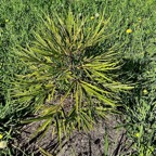 Elaeodendron orientale. ( Cassine orientalis ) bois rouge.( jeune individu ) celastraceae.endémique Réunion Maurice Rodrigues..jpeg