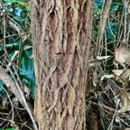 Eucalyptus robusta Sm. eucalyptus rouge.( écorce ) myrtaceae.espèce culticée..jpeg
