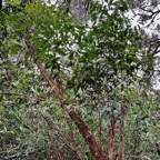 Eucalyptus robusta Sm. eucalyptus rouge.myrtaceae.espèce culticée..jpeg
