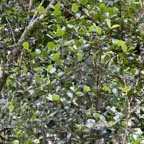 Eugenia buxifolia .bois de nèfles à petites feuilles.myrtaceae. endémique Réunion. (2).jpeg