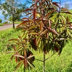 Foetidia mauritiana.bois puant.lecythidaceae.endémique Réunion Maurice.jpeg