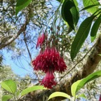 Fuchsia boliviana.fuchsia de Bolivie.fuchsia à grandes fleurs.onagraceae.espèce envahissante. (1).jpeg