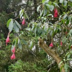 Fuchsia boliviana.fuchsia de Bolivie.fuchsia à grandes fleurs.onagraceae.espèce envahissante..jpeg