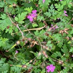 Geranium robertianum.herbe à Robert.geraniaceae.espèce envahissante (1).jpeg