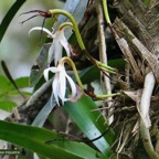 Jumellea triquetra .orchidaceae.endémique Réunion. (1).jpeg