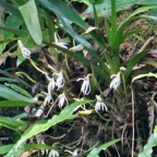 Jumellea triquetra .orchidaceae.endémique Réunion. (2).jpeg