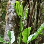 Melicope obtusifolia.gros patte poule.rutaceae. endémique Réunion Maurice (1).jpeg