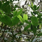 Melicope obtusifolia.gros patte poule.rutaceae. endémique Réunion Maurice (2).jpeg