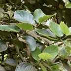 Monimia rotundifolia  mapou à grandes feuilles monimiaceae endémique Réunion.jpeg