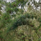 Nastus borbonicus.calumet. bambou de la Réunion.poaceae.endémique Réunion. (1).jpeg