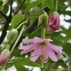 Passiflora tripartita (Juss.) Poir. var. mollissima.fruit de la passion banane.passifloraceae.cultivé.très envahissant. (1).jpeg