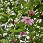 Passiflora tripartita (Juss.) Poir. var. mollissima.fruit de la passion banane.passifloraceae.cultivé.très envahissant..jpeg