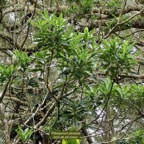 Pittosporum senacia.subsp reticulatum.bois de joli coeur des hauts.pittosporaceae.endémique Réunion. (1).jpeg